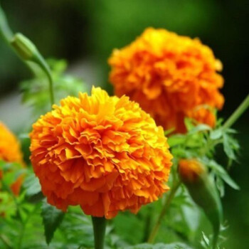 万寿菊金鸡菊天人菊非洲菊雏菊矢车菊白晶菊花籽【万寿菊种子】一斤