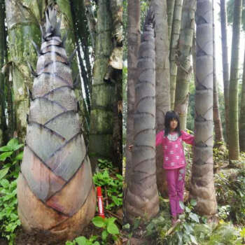 大型巨龙竹竹苗楠竹苗食用竹笋苗种植巨龙竹竹苗毛竹苗四季长青楠竹根