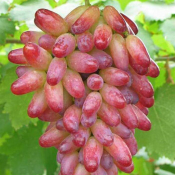 新品种红色马奶提子苗南北方种植盆地栽红乳葡萄树苗无籽提子树苖十二