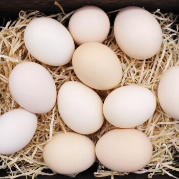 徐小鹅果园土鸡蛋10枚新鲜鸡蛋农家散养山林自养鸡蛋
