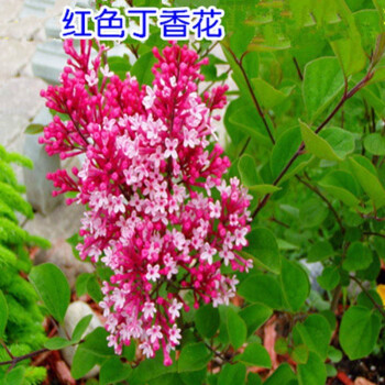 丁香花树苗庭院树苗丁香花苗地栽盆栽南北方四季种植绿化苗木行道树