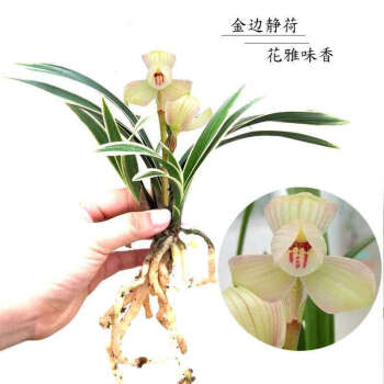 多品种金边矮种兰花苗鹤艺边艺建兰四季兰花卉盆栽假一赔十浓香静荷3