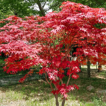 红舞姬盆栽美国红枫庭院道路室外四季绿化种植红树叶 日本红枫5公分粗