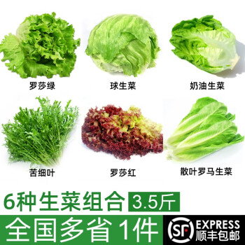 新鲜沙拉蔬菜组合6种35斤苦菊球生菜绿叶红叶奶油生菜罗马生菜蔬菜