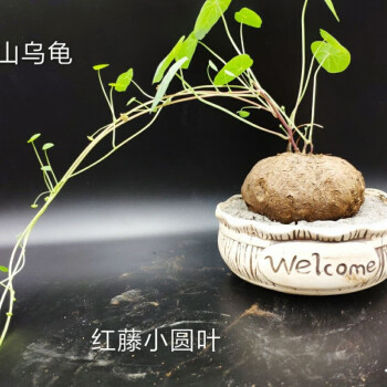 山乌龟红藤血藤绿藤爬藤植物园艺盆景盆栽花卉红藤小圆叶批发绿腾1516