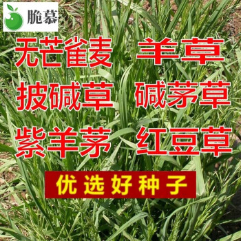 披碱草碱茅草籽 四季种养牛红豆草白茅草羊草种子 混合牧草500粒 肥料