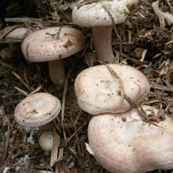 野生松树菌青碟花菌种子黄碟花菌种子野生蘑菇种子人工种植菌种乌纵菌