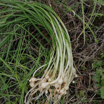 小蒜新鲜野葱小根蒜农家苦藠团葱现挖江西时令野菜薤白野葱半斤