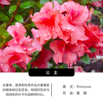 安酷杜鹃盆栽花卉康乃馨四季开花阳台植物好养易活室内杜鹃花公主12cm