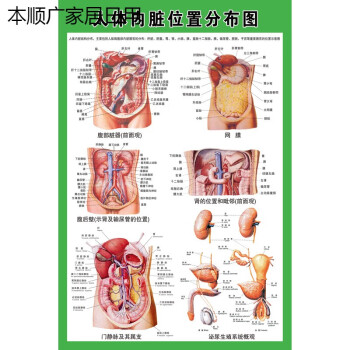 人体内脏解剖系统示意图医学宣传挂图人体器官心脏结构图医院海报人体