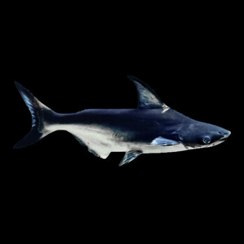凶猛鲨鱼高鳍斧虎头鲨淡水大白鲨蓝鲨球鲨观赏鱼包活热带鱼成吉思汗鲨