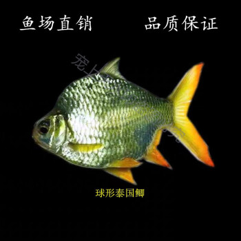 短身泰国鲫鱼元宝鲫金元宝短身柠檬鲫发财鱼热带观赏鱼活体0号泰国