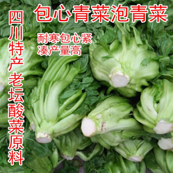四川泡青菜种子宽帮青菜泡菜做老坛酸菜包心芥菜种子耐热耐雨秋季红筋