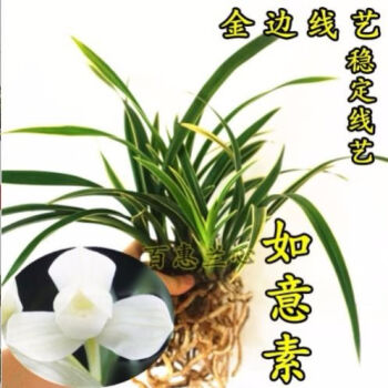 建兰四季兰花卉盆栽 假一赔十 浓香金如意 4苗连体 包活包开花