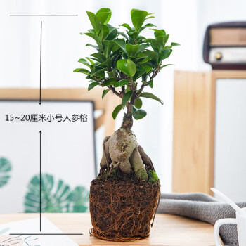 大榕树盆景办公室内桌面客厅绿植花卉四季常青小榕树盆栽观茎植物小号
