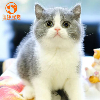 蓝猫英短猫幼体幼崽异国短毛猫纯种蓝白英国短毛猫猫金渐层银渐层猫咪