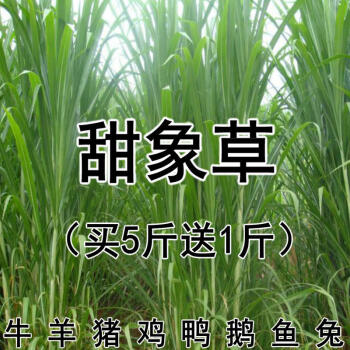 多年生四季种子养牛田象草喂牛的饲料草种甜象草种子1斤纯进口高产亩