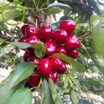 嫁接车厘子树苗黑珍珠大果树苗南方北方种植水果樱桃苗庭院盆栽地栽