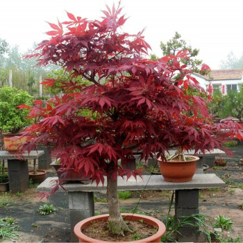 日本红枫树苗 日本红枫小苗 红枫小苗彩色苗木庭院花卉植物盆栽 地径