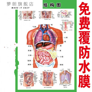 萝朗人体内脏解剖示意图医学宣传挂图人体器官心脏结构图海报d36寸