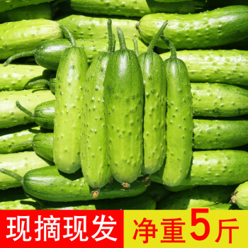 水果小黄瓜新鲜现摘山东旱黄瓜生吃孕妇蔬菜脆嫩青瓜5斤整箱3斤装