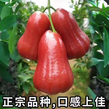 爵妃顺丰速运海南黑金刚莲雾新鲜水果5斤热带莲雾果孕妇水果仙女果5斤