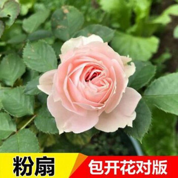 流星雨【四季开花】3.果汁【四季开花】4.金凯利【四季开花】5.