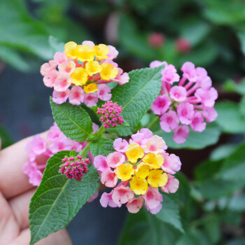 庭院逐蝇植物盆栽五色梅逐蝇花耐热花期长全年开花花卉五色梅混色2盆