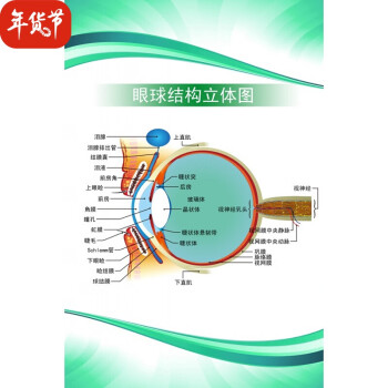 眼球结构图【24吋:40x60cm pp胶(背面带胶)