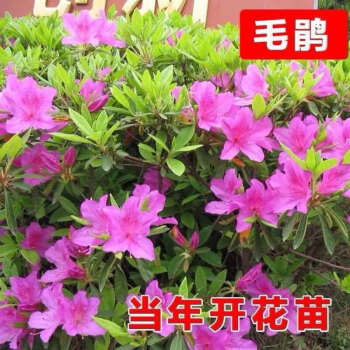 杜鹃苗木树苗四季常青庭院绿化苗木花园植物园林绿植花卉毛杜娟2030