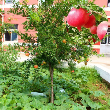 石榴树苗嫁接果石榴南北方种植室内外庭院盆栽地栽植物当年结果无籽大