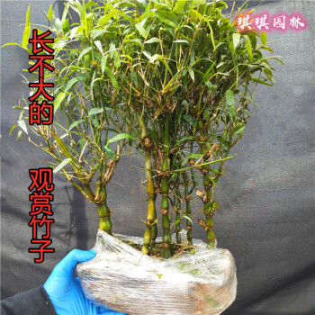 葫芦竹凤尾竹盆景米竹竹子苗四季常青 一盆4棵苗(连体根系发达 不含