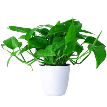 花无痕绿萝盆栽植物花卉水培吊兰观花绿植室内净化空气大绿箩绿萝白色