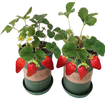 四季草莓苗 草莓苗盆栽 庭院阳台盆栽地栽草莓苗 奶油