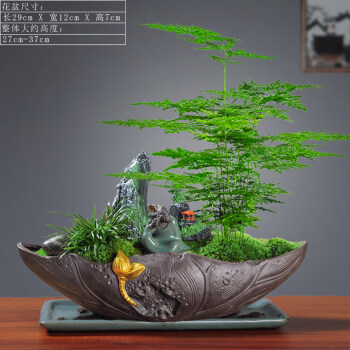 文竹盆栽创意微景观盆景植物室内净化空气桌面造型四季常青小绿植.