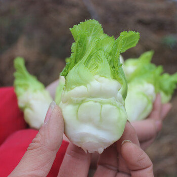 四川儿菜新鲜嫩儿仔59斤娃菜抱子菜食用当季蔬菜2500g整颗儿菜