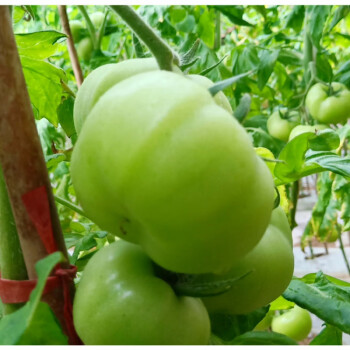 农家自种青西红柿3斤绿番茄青柿子蔬菜水果绿酸甜儿童孕妇辅食青番茄