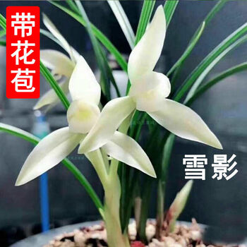 兰花带花苞浓香型春兰花苗兰草四季开花兰花盆栽绿植名贵耐寒雪影7苗