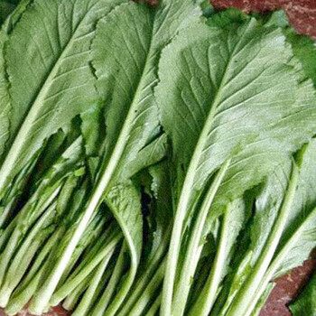 寿禾春菜种子家庭青菜山东寿光春绿叶菜季蔬菜种孑菜籽种籽阳台田园