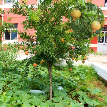 石榴树苗嫁接果石榴南北方种植室内外庭院盆栽地栽植物当年结果无籽大