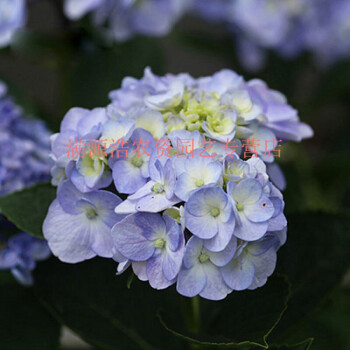 绣球花苗盆栽花卉植物室内阳台带花苞好养的花四季 小提琴14cm双色杯