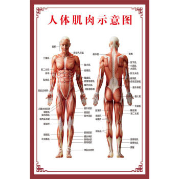 人体肌肉解剖图挂图人体内脏结构图全身器官分布穴位图人体骨骼图z125