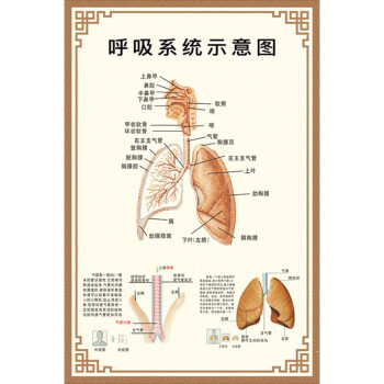 人体内脏解剖系统示意图全身器官分布图医院心脏解剖挂图医学海报呼吸