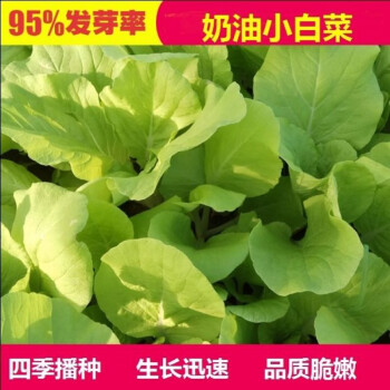 颜集卉四季黄叶小白菜种子20天收获高产四季播种蔬菜青菜抗病耐热耐寒