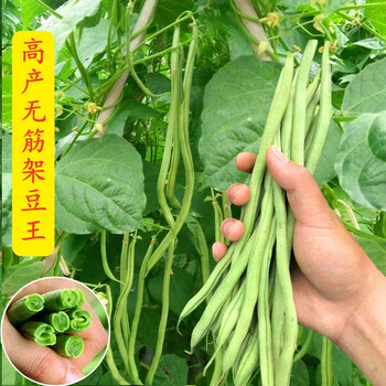 无筋架豆王种子泰国无筋豆种籽豆角长芸豆蔬菜四季豆青豆菜研无筋架豆