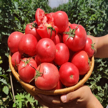 源外园宁夏西红柿新鲜自然熟普罗旺斯生吃沙瓤蔬菜应季水果番茄25kg