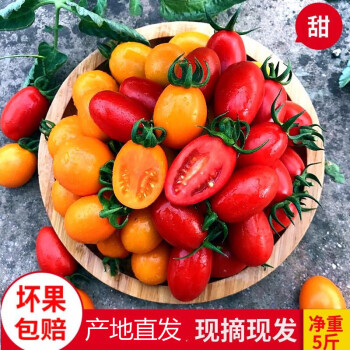 晨臻圣女果番茄新鲜蔬菜黄色小番茄西红柿非千禧孕妇当季水果5斤黄色