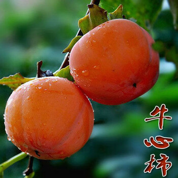 汉柠 嫁接脆柿子树苗摘下即食特大日本甜柿子苗无核南北方种植当年