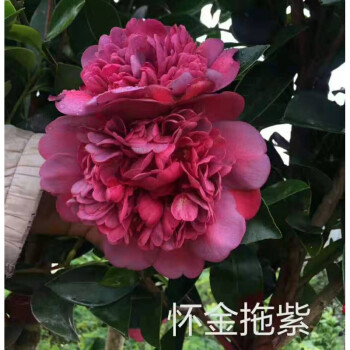 四季茶花盆栽新品种重瓣型山茶花夏梦系列开花不断四季 怀金托紫(高80