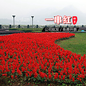 梦里丹一串红花籽种易活串串红花种籽子四季春天花种子开花不断花卉种